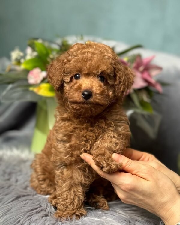 Teacup Maltipoo Puppies for Sale