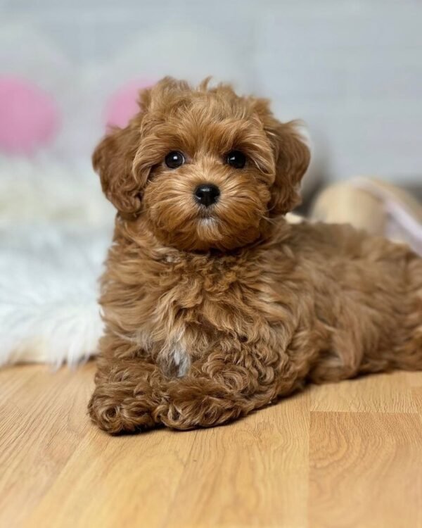 Toy Maltipoo Puppies for Adoption