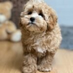 Teacup Maltipoo Puppies for Sale Near Me