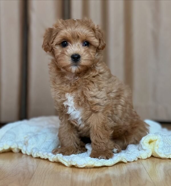 Miniature Maltipoo Puppies for Sale