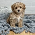 Miniature Maltipoo Puppies for Sale Near Me