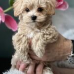 Toy Maltipoo Puppies for Sale Near Me