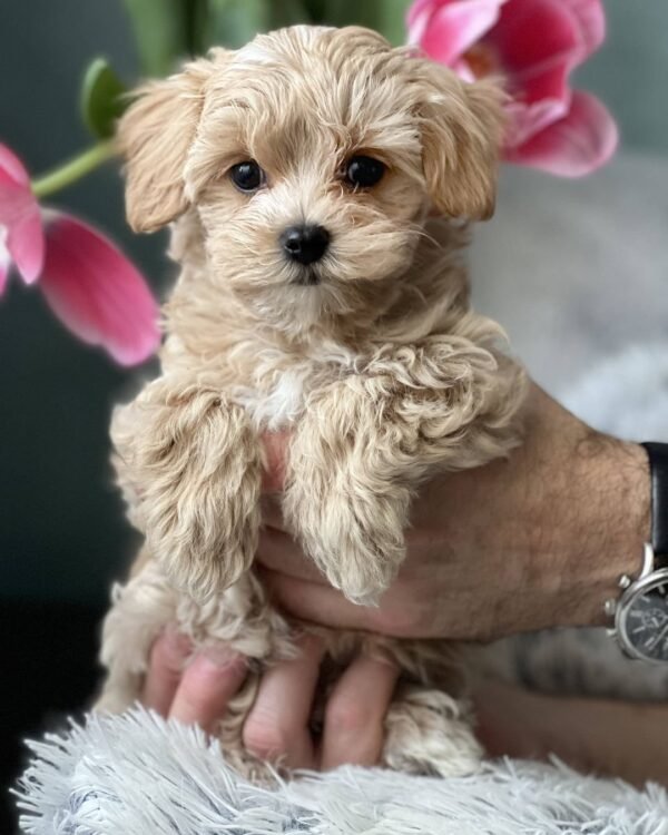 Toy Maltipoo Puppies for Sale Near Me