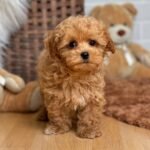 Teacup Maltipoo Puppies for Adoption