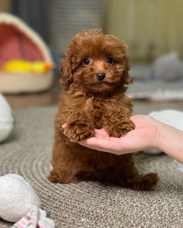 F1 Maltipoo Puppies for Sale