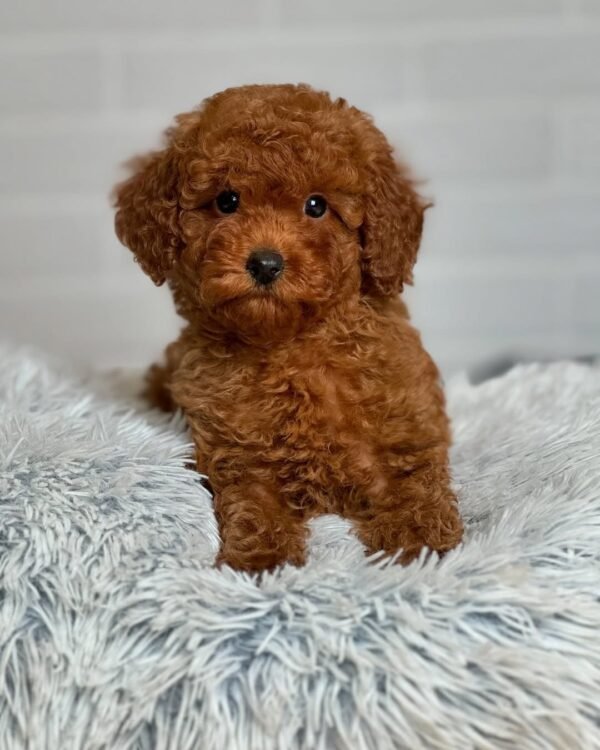 F1B Maltipoo Puppies for Sale