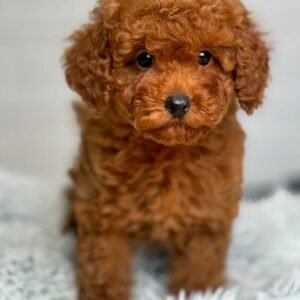 F1B Maltipoo Puppies for Sale