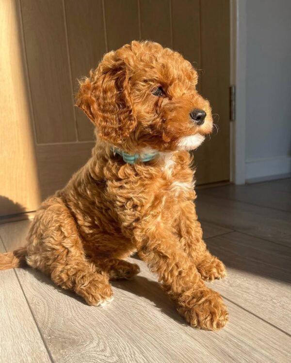 Standard Cockapoo Puppies for Sale