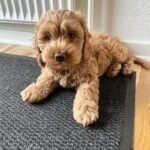 Miniature Cockapoo Puppies for Adoption