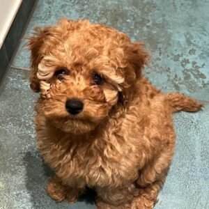 Standard Cockapoo Puppies for Adoption