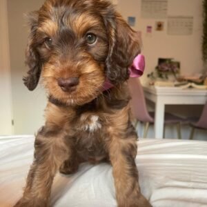 Miniature Cockapoo Puppies for Sale