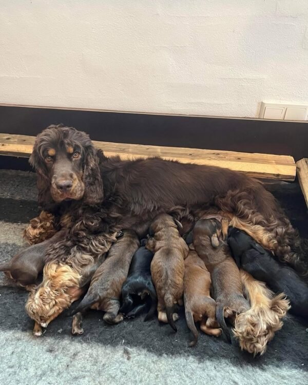 Blue Merle Cockapoo Puppies for Sale